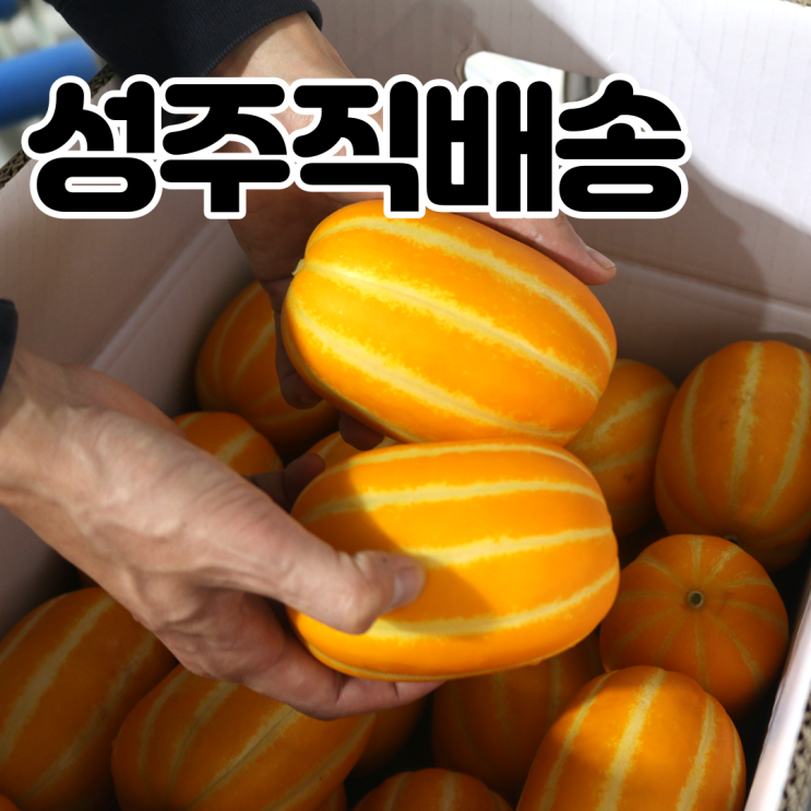 후기가 좋은 내고향농수산 참외 성주참외 직거래 백화점 꿀참외 특등품 3kg 5kg 10kg, 성주 참외 3kg 좋아요 후기가 좋은 내고향농수산 참외 성주참외 직거래 백화점 꿀참외 특등품 3kg 5kg 10kg, 성주 참외 3kg 좋아요