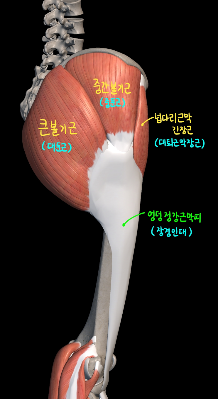  [하지 근육] 볼기 근육