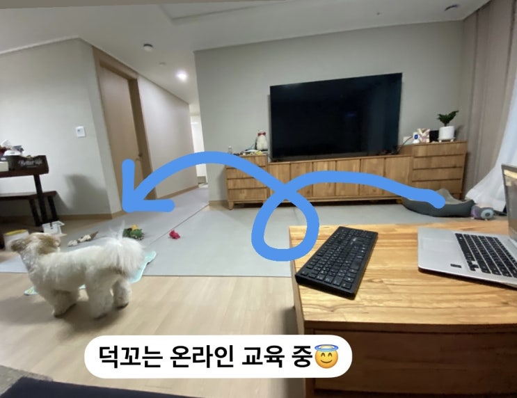반려견 생활습관 고민 타파 후기 @반려견교육 @반려견훈련 반려견 생활습관 고민 타파 후기 @반려견교육 @반려견훈련