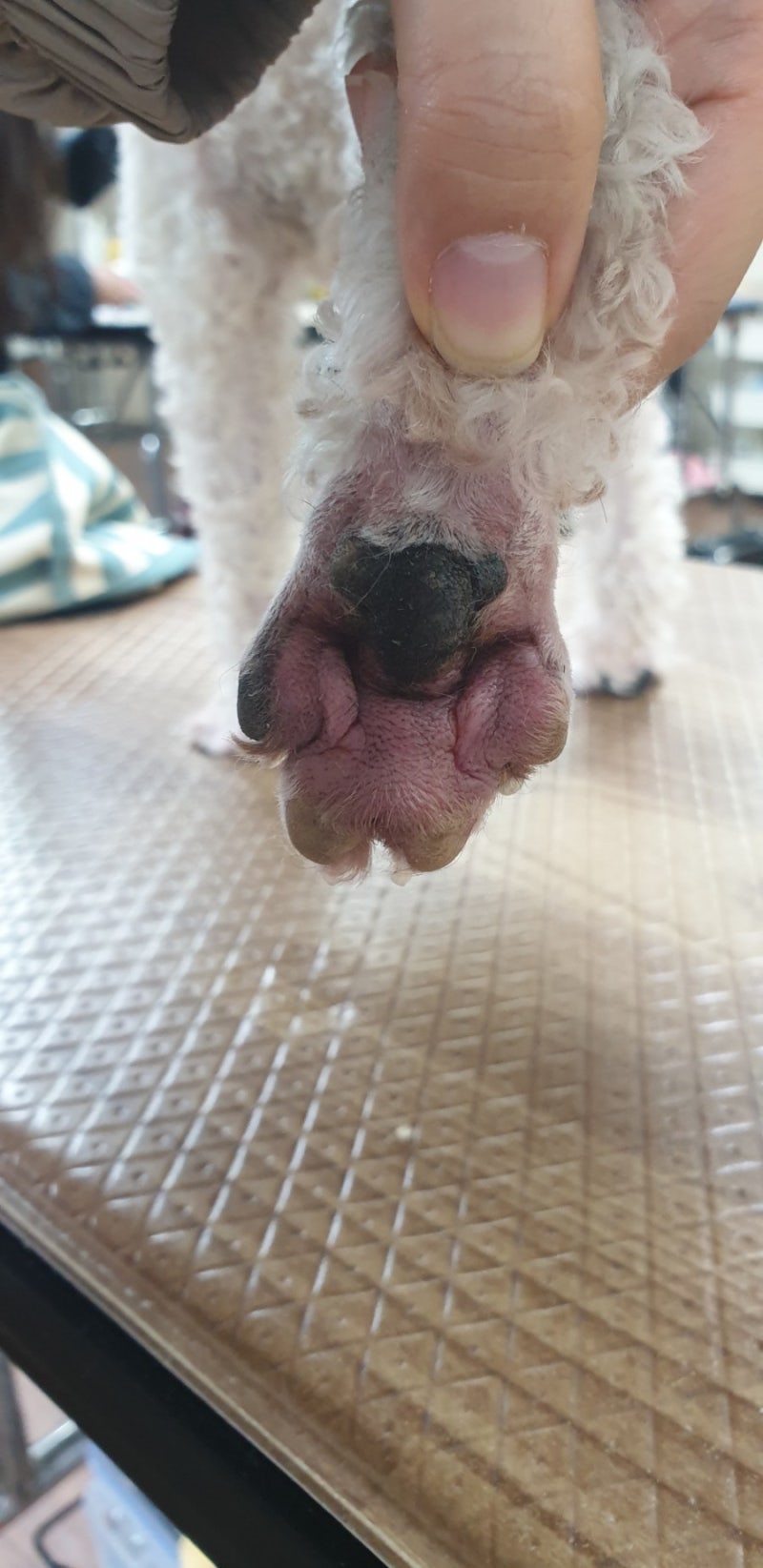 애견미용 48일차-실습 20.푸들 기클+닭발+베+머클 : 네이버 블로그, image size:800x1645