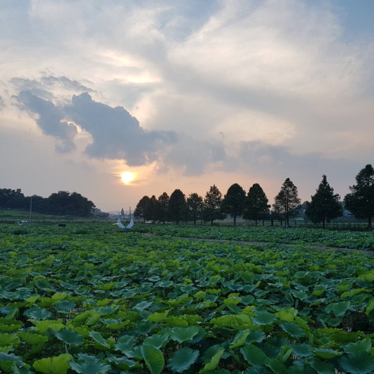  이천 성호호수 연꽃단지 산책하기(6.28)