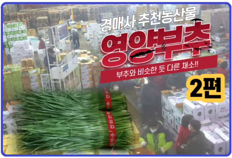  [경매사 추천 농산물] 부추 인듯, 아닌 듯한 "영양부추" #2