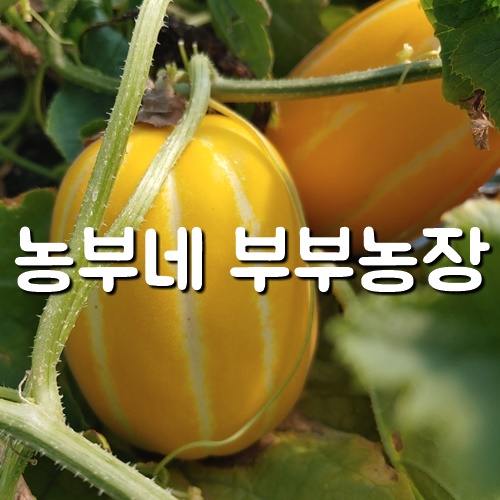 구매평 좋은 [산지직송] 성주참외 11kg대용량 산지직송 농부네 부부농장, 1박스, 02.참외 11kg 비품꼬마or소과(포장재포함무게) 추천해요