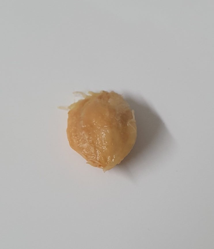  강아지 자두씨 먹었을때