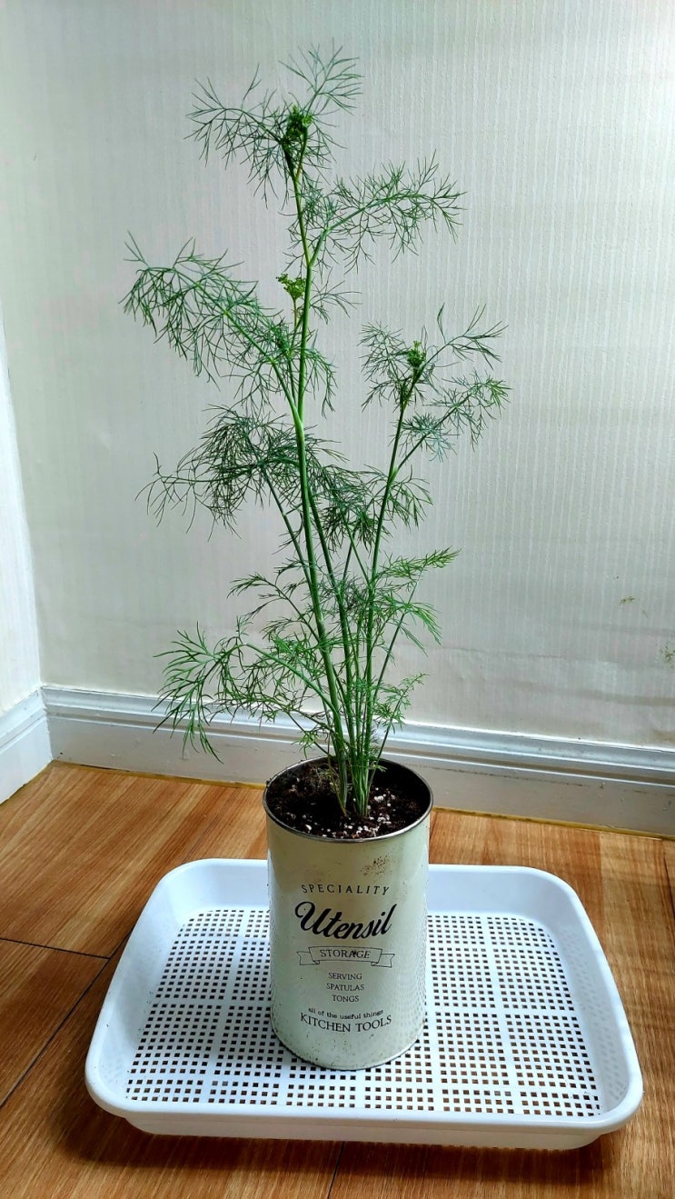  허브 꽃이 피었어요~~