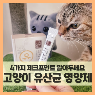  고양이 유산균 영양제 체크포인트 4가지로 설사 예방했어요