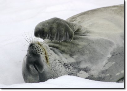 남극의 바다표범 종류 먹이 새끼