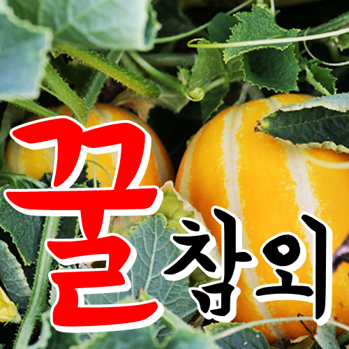 인기있는 [성주참외] 진짜~성주꿀참외 2kg 산지직송, 1박스, 05.성주참외 2kg 가정용 대과 ···