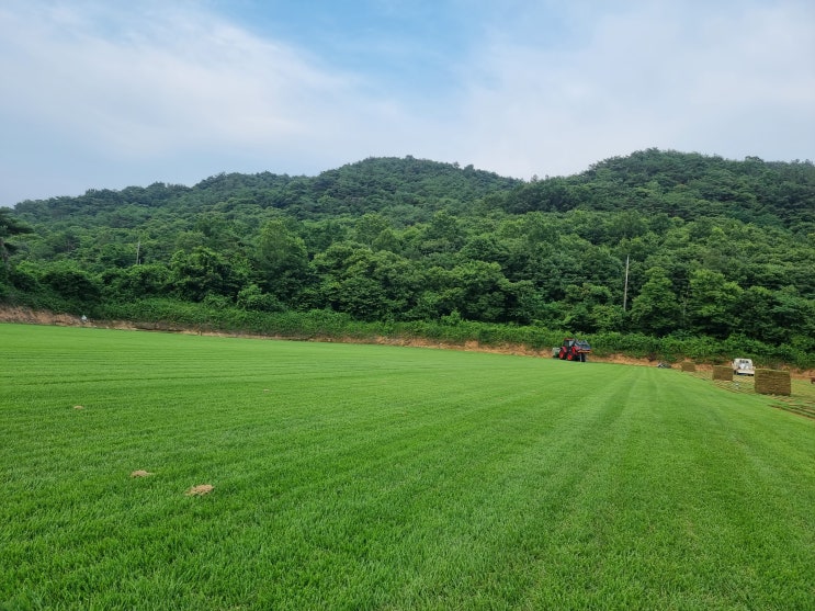  잔디 관리가 쉬운 조선 잔디 판매