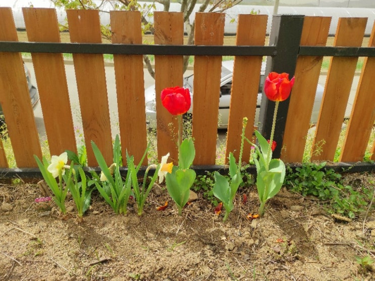  4월 17일 감자싹이 올라왔어요.
