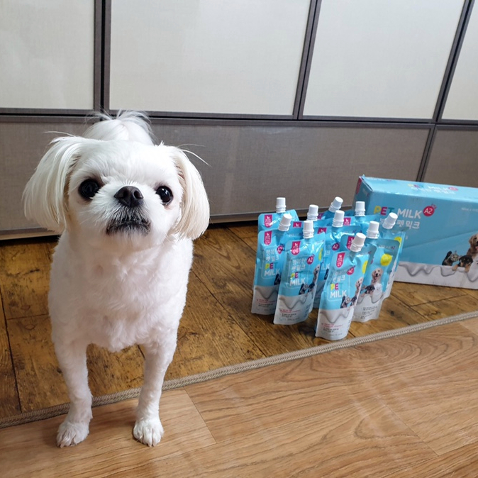  강아지 우유 주식회사조은친구 펫밀크 환장하고 먹어요