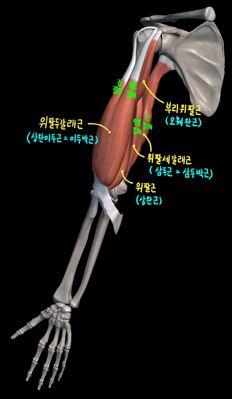  [상지 근육] 위팔 앞칸 근육