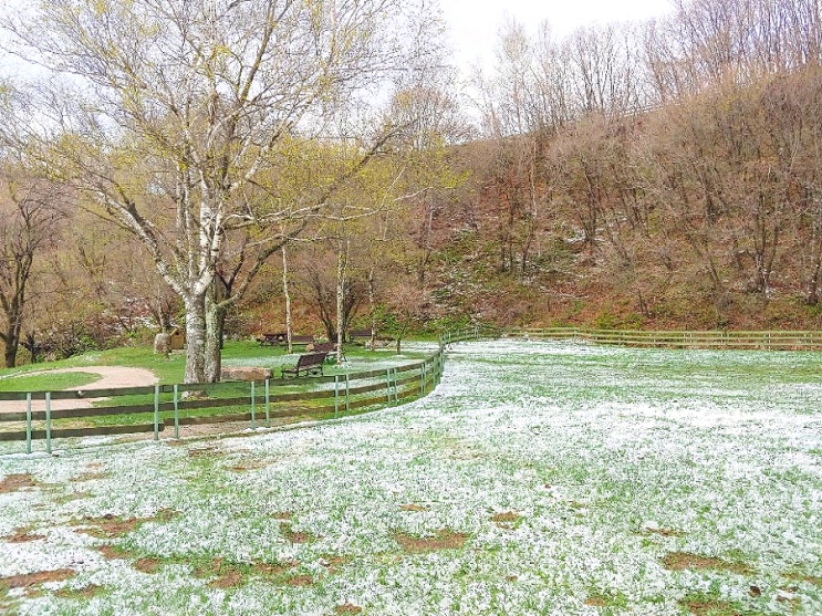 [강원도/평창]하얀 눈과 초록잔디가 어우러진 5월의 대관령양떼목장