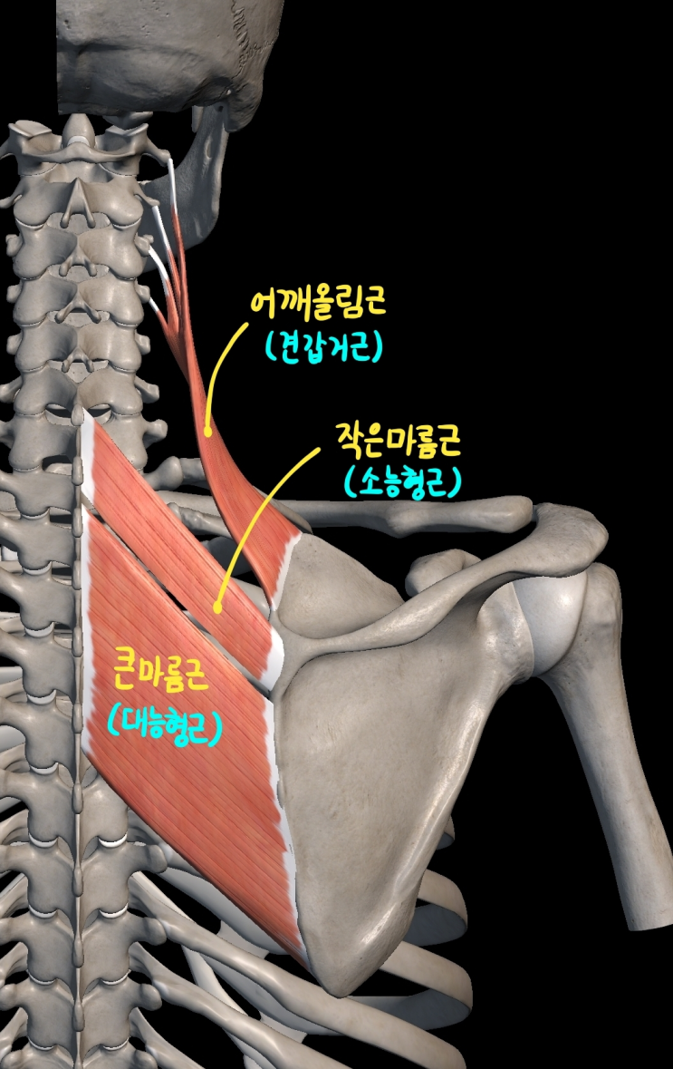  [상지 근육] 어깨 근육 (깊은층)