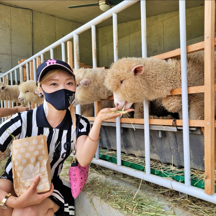 가평양떼목장카페 클라우드힐