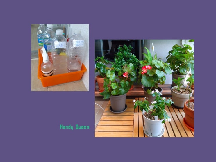거실 식물 인테리어와 베란다정원 플랜테리어 / 화분살충제와 살균제로 보살피는 실내정원 가드닝