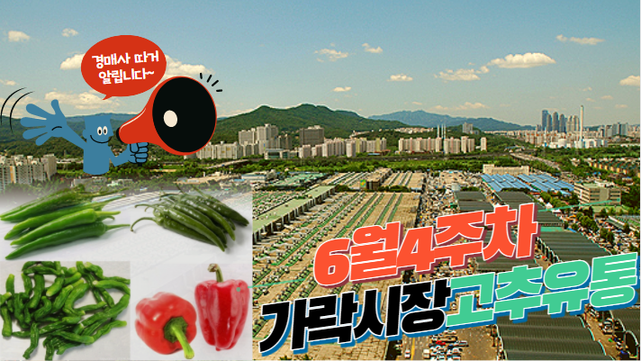  [경매사가 알립니다] 가락시장 6월 4주차 고추 유통현황