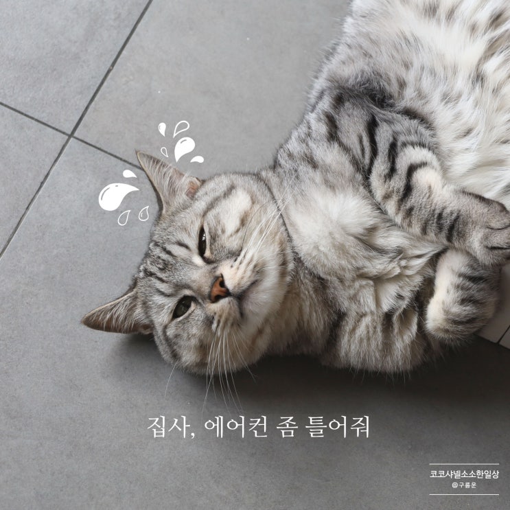  고양이 더위, 여름이 두렵니? 나도 두렵다