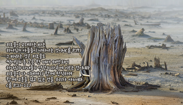  [로마서해설] 20_하나님의 자녀들이 받을 영광과 현재의 고난