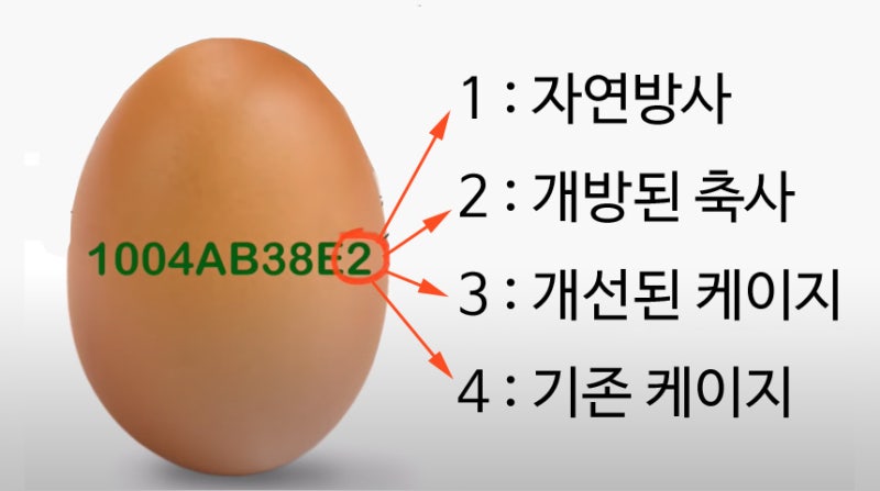 계란 단백질 함량 하루 섭취량 몇개? : 네이버 블로그 계란 단백질 함량 하루 섭취량 몇개? : 네이버 블로그
