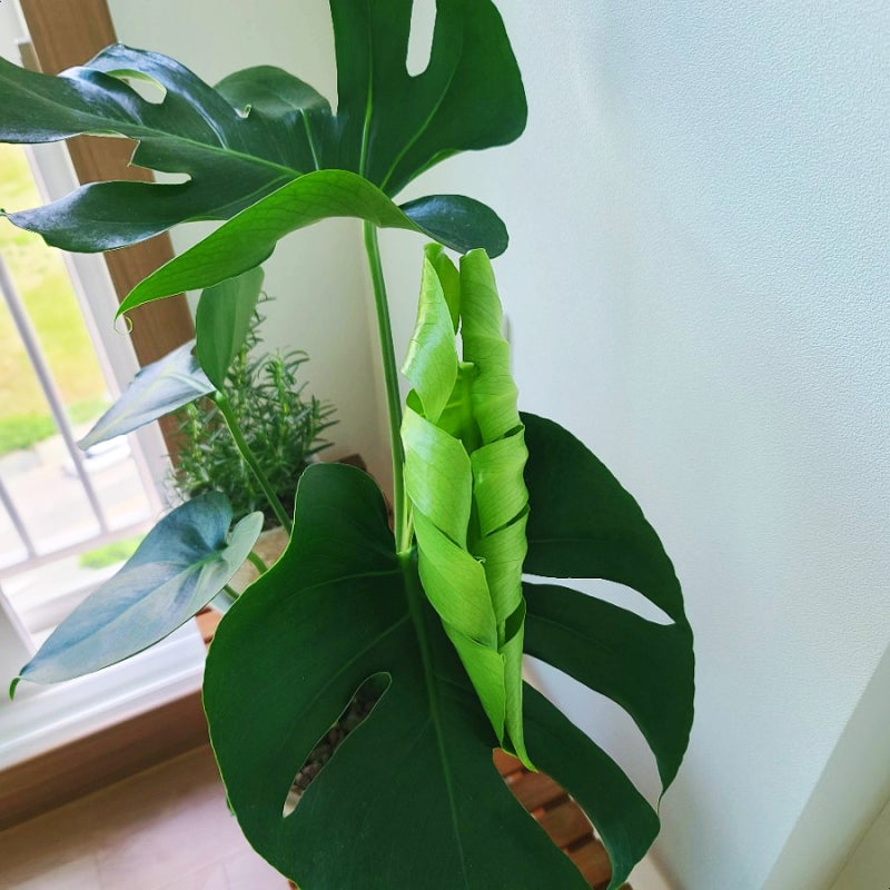 [식물일기] 몬스테라 보르시지아나 키우기 : 새순새잎 나오다.