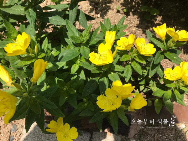  참, 다행이다.
