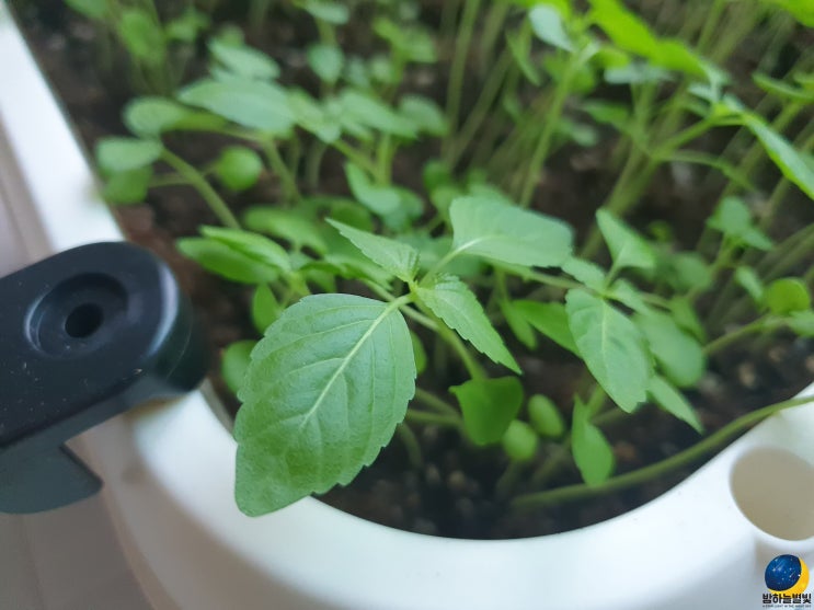  대파 상추 깻잎 키우기 베란다 텃밭 화분 급수식으로 사용해본 후기!