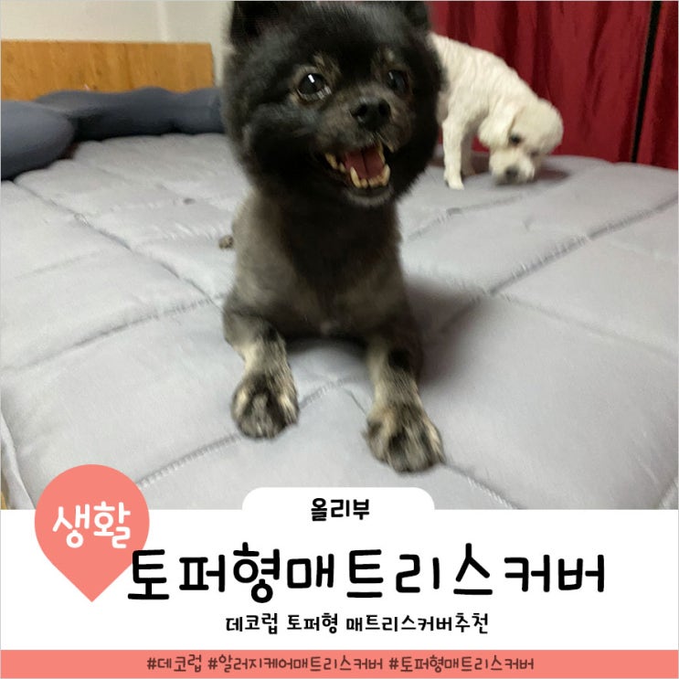  데코럽 알러지 매트리스커버 안락해요
