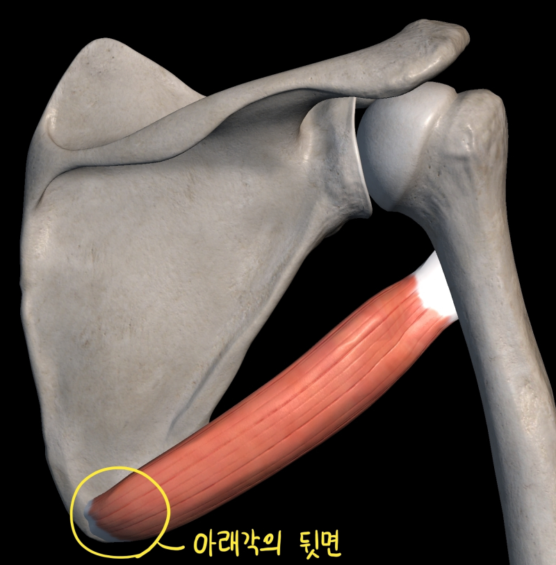 [상지 근육] 어깨 근육 (어깨뼈 앞·뒤) : 네이버 블로그