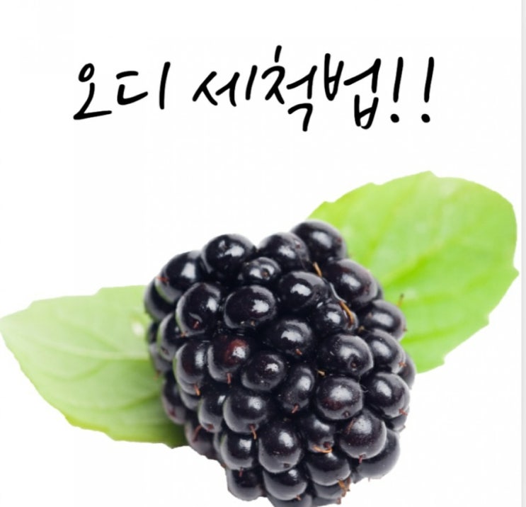  오디 세척법! 지금이 젤 맛나요