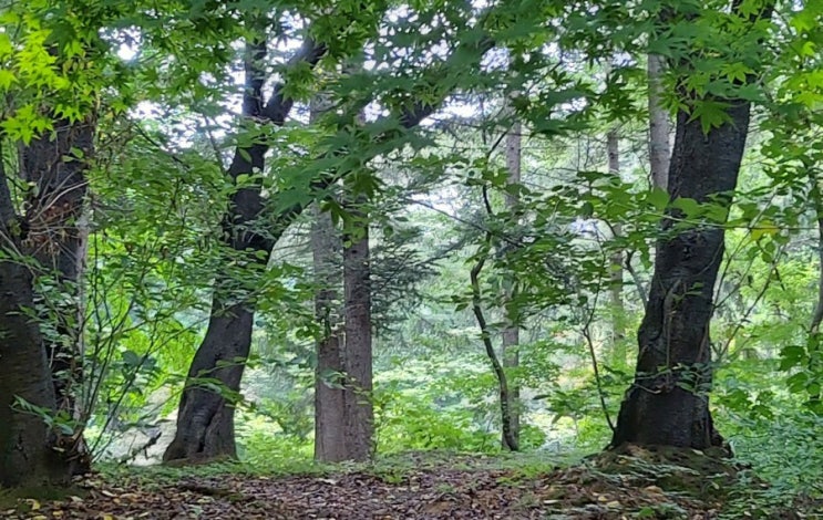 나무 처럼 / 살아있는것은 다 행복하라 법정 잠언집 나무 처럼 / 살아있는것은 다 행복하라 법정 잠언집