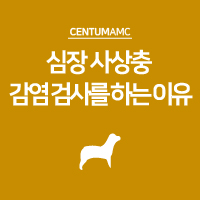  심장 사상충 감염 검사를 하는 이유