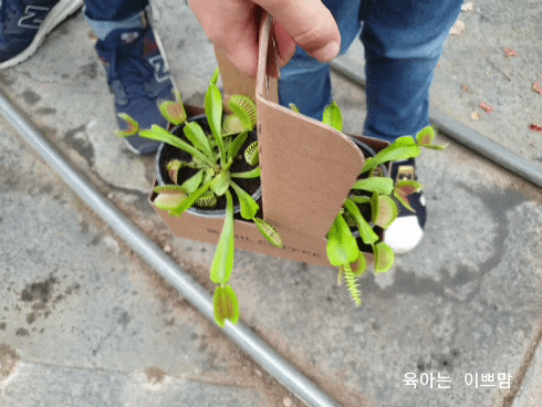  식충식물 키우기 배고파 파리지옥
