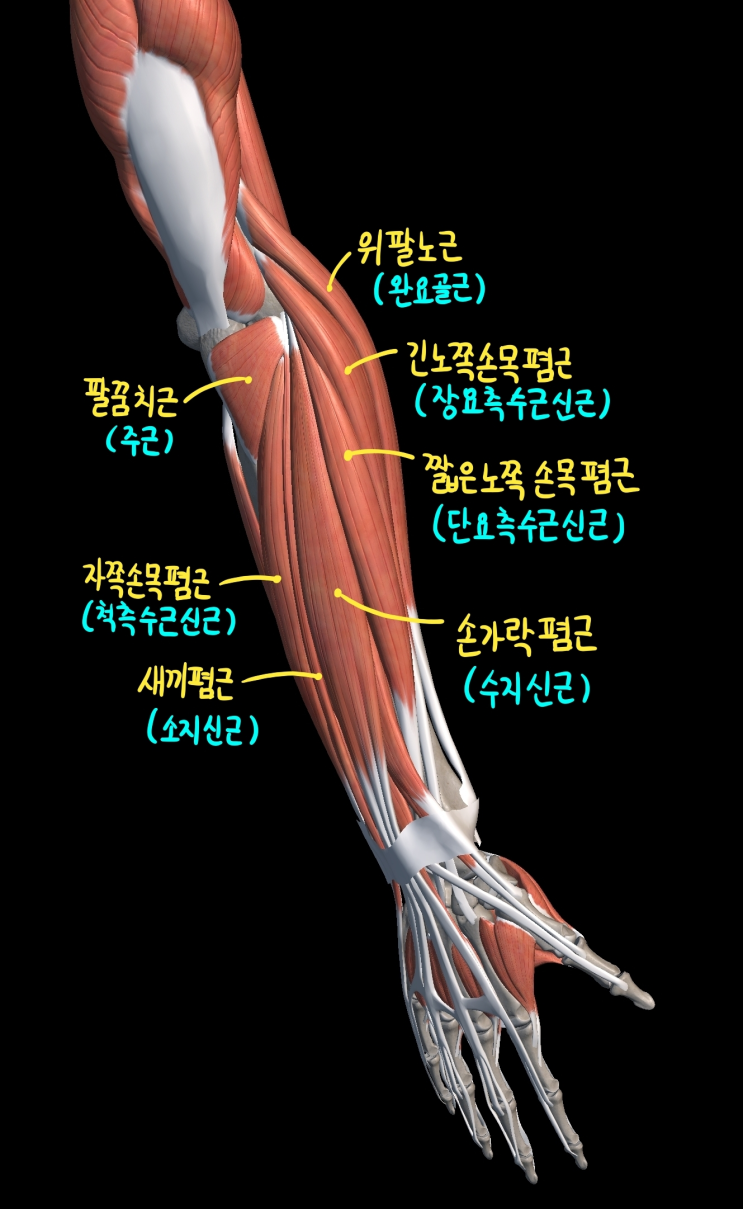  [상지 근육] 아래팔 뒤칸 근육