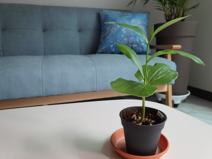  홈가드닝, 바오밥나무 키우기 바오밥나무의 성장 How to Grow Baobab from seeds