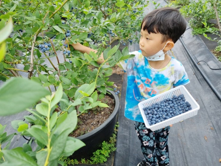  울산 블루베리 체험 아이랑 배불리 먹고 직접 따보기
