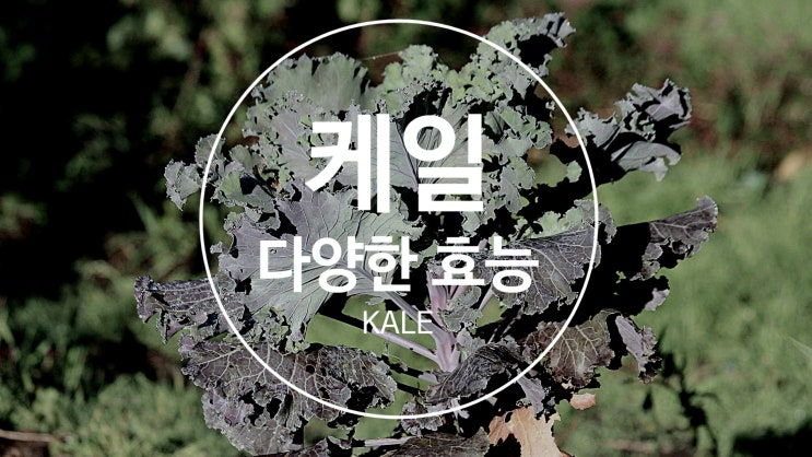  케일 효능 뭐가 있을까?