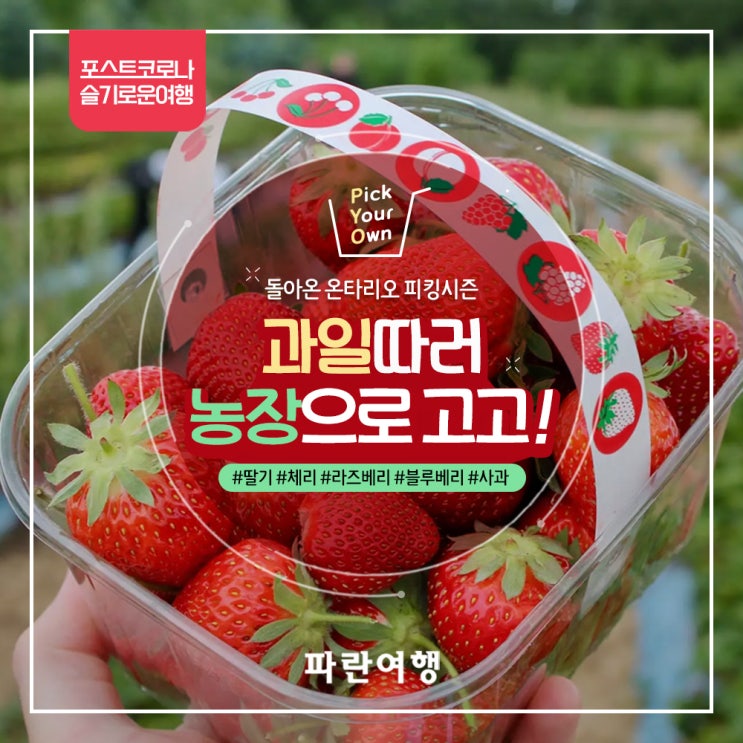 캐나다 토론토근교 Pick Your Own 여름과일 피킹 체험농장 (딸기/체리/라즈베리/블루베리/사과)