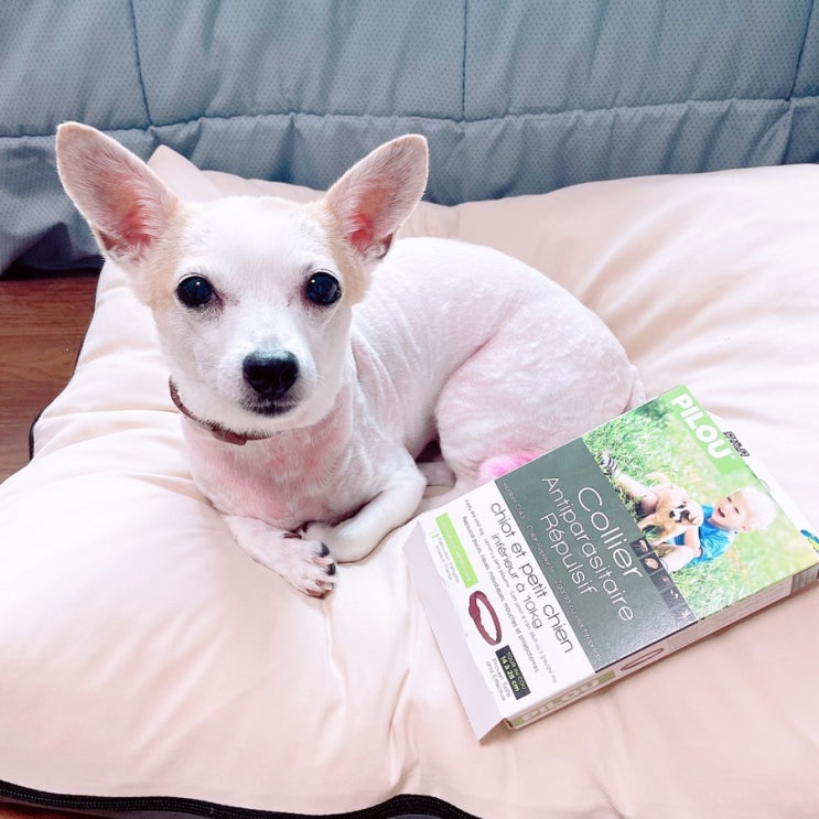  강아지진드기목걸이 내돈내산 필루 천연 해충방지목걸이 여름필수템