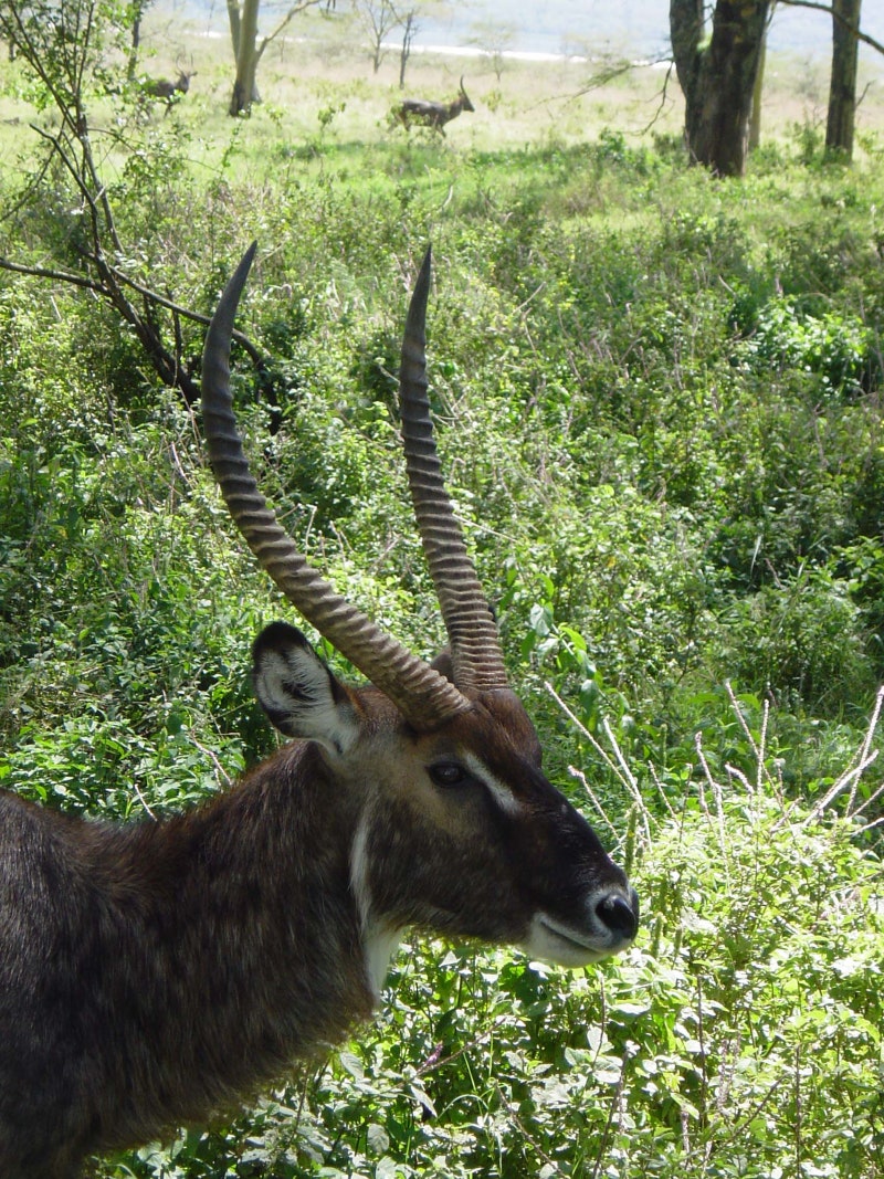 아프리카 동물#5 나 뿔났어! - 임팔라, 가젤, 워터벅, 일랜드, 하트비스트, 토피, 쿠두 : 네이버 블로그, image size:800x1067