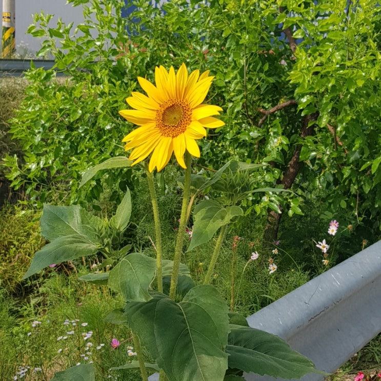  장호원 농로길 산책하기(6. 30 ~ 7. 1)