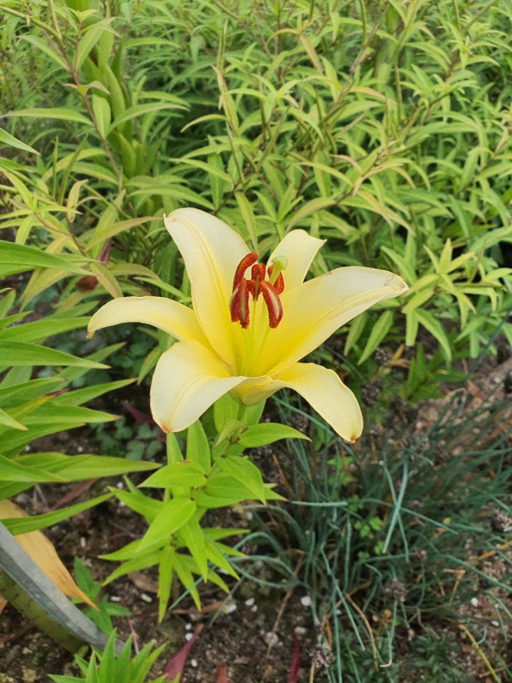  [좋은시]사람은 사랑한 만큼 산다