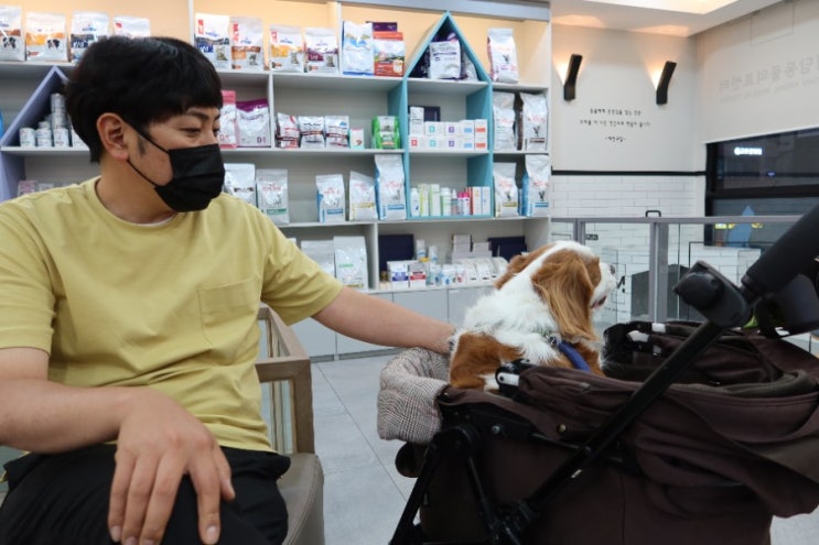  강아지 귓병 귀청소만 잘해도 많이 좋아지네요.