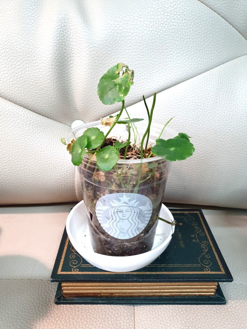 워터코인키우기 / 실패원인 / 재도전♡♡ : 네이버 블로그