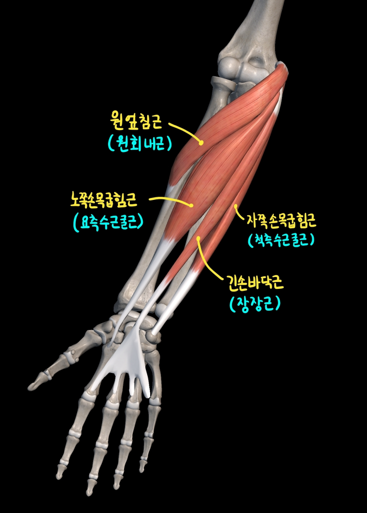  [상지 근육] 아래팔 앞칸 근육
