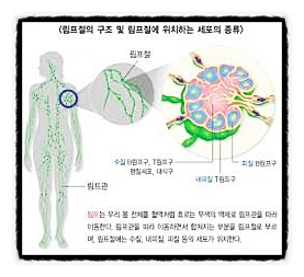 림프 계의 구조, 세균 격퇴 기지 전신 림프관 정맥 현미경 림프절