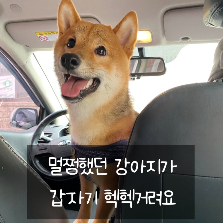  강아지가 헥헥거려요 그 이유는 뭘까요?