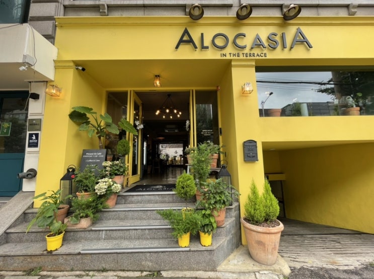 경희대 카페, 예쁜 꽃이 가득한 알로카시아(ALOCASIA) / 회기 카페