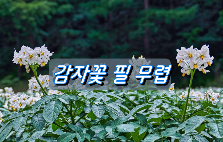강릉시 왕산면 대기리 감자밭 감지꽃 필 무렵 강릉시 왕산면 대기리 감자밭 감지꽃 필 무렵