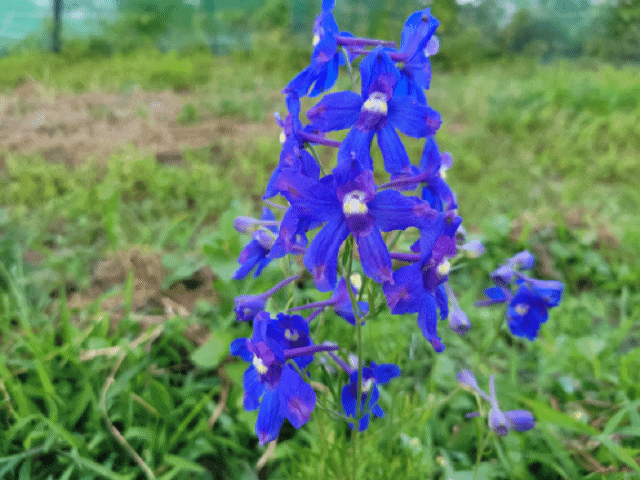  꽃밭만들기, 7월의 노지에 핀 꽃과 식물, 꽃밭과 텃밭의 장마대비, 깻묵비료